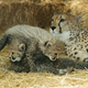 Illustration for article titled ZOMG CONSOLIDATED BABY ANIMAL POST!!!